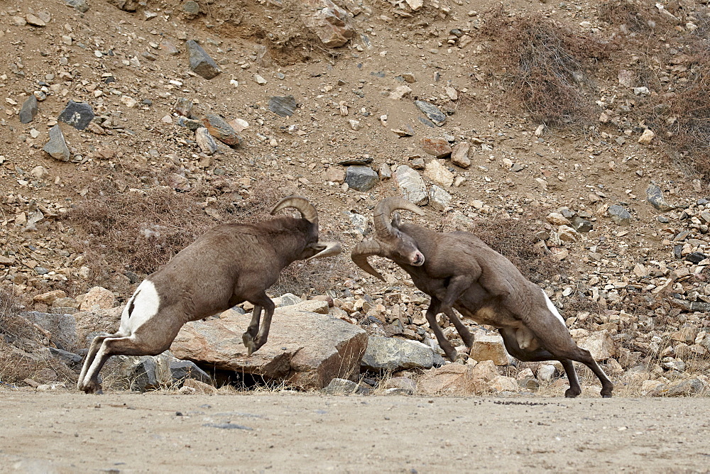 Two bighorn sheep (Ovis canadensis) rams butting heads during the rut, Clear Creek County, Colorado, United States of America, North America