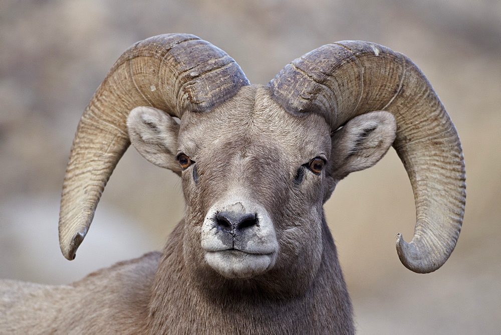 Bighorn sheep (Ovis canadensis) ram durng the rut, Clear Creek County, Colorado, United States of America, North America