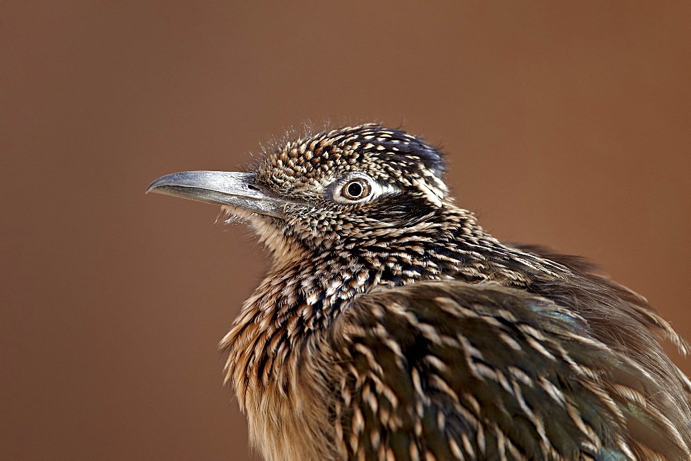 Greater roadrunner (Geococcyx californianus) in captivity, Living Desert Zoo And Gardens State Park, New Mexico, United States of America, North America