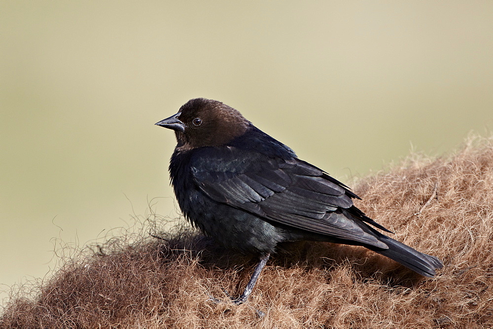 Brown-headed cowbird (Molothrus ater), Yellowstone National Park, Wyoming, United States of America, North America