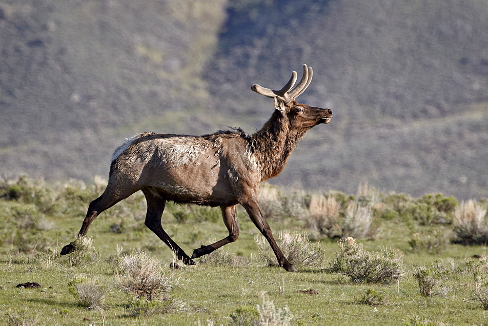 Bull elk (Cervus canadensis) in velvet running, Yellowstone National Park, Wyoming, United States of America, North America