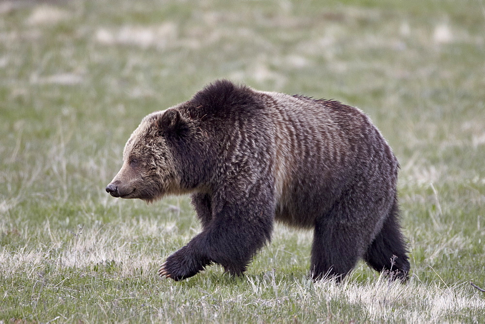 Grizzly Bear (Ursus arctos horribilis) walking, Yellowstone National Park, Wyoming, United States of America, North America