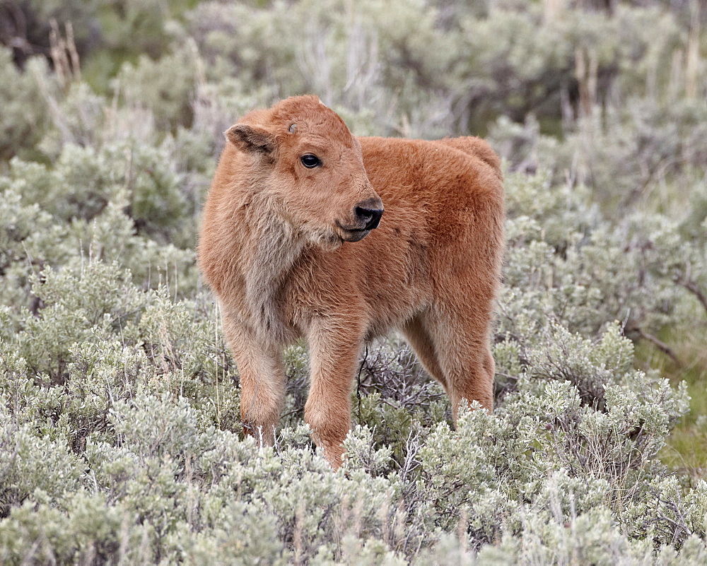 Bison (Bison bison) calf, Yellowstone National Park, Wyoming, United States of America, North America