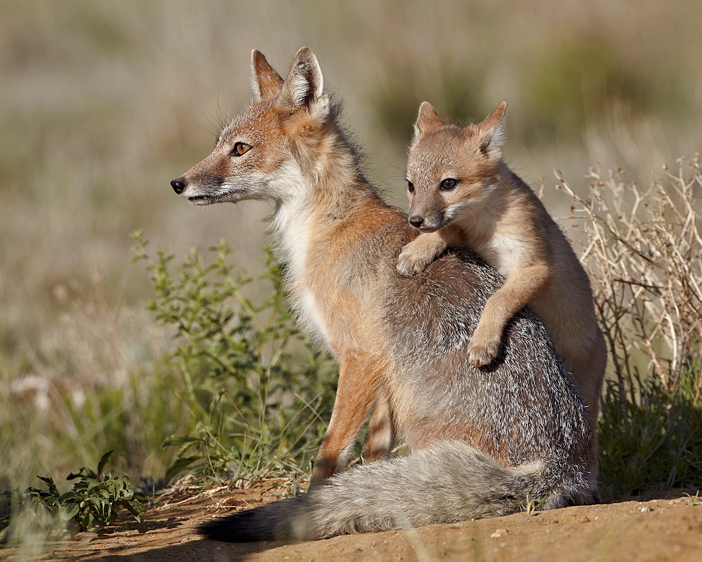 Swift fox (Vulpes velox) kit climbing on the vixen, Pawnee National Grassland, Colorado, United States of America, North America