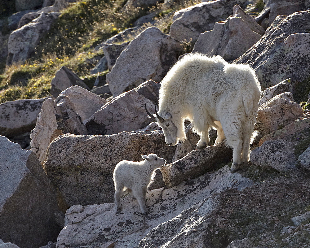 Mountain goat (Oreamnos americanus) nanny and kid, Mount Evans, Arapaho-Roosevelt National Forest, Colorado, United States of America, North America