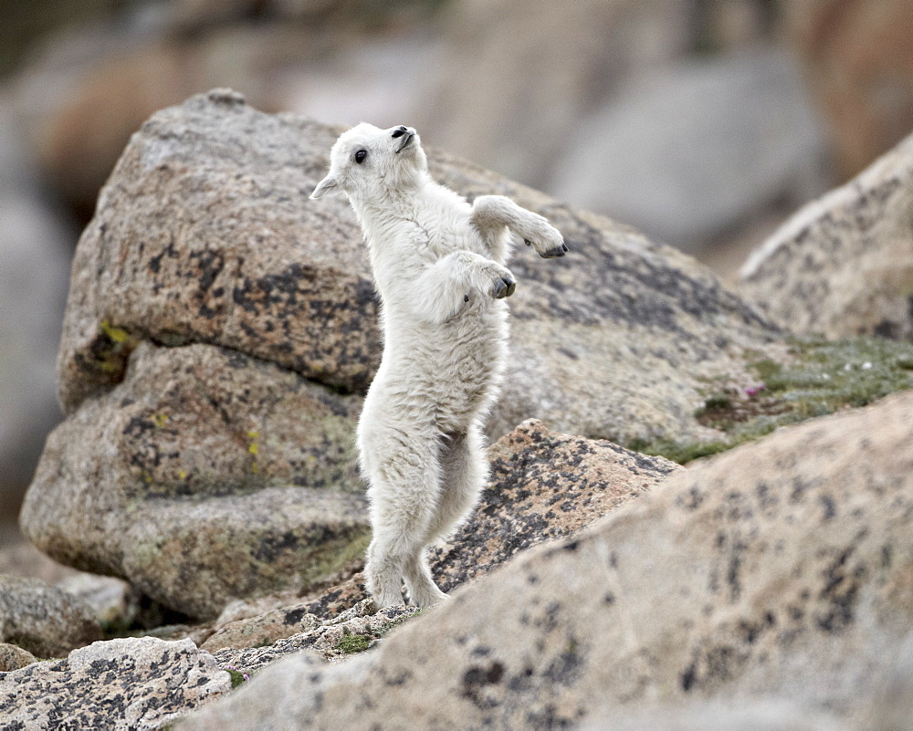 Mountain goat (Oreamnos americanus) kid jumping, Mount Evans, Arapaho-Roosevelt National Forest, Colorado, United States of America, North America