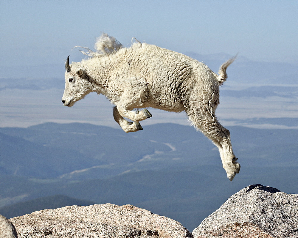 Mountain goat (Oreamnos americanus) yearling jumping, Mount Evans, Arapaho-Roosevelt National Forest, Colorado, United States of America, North America