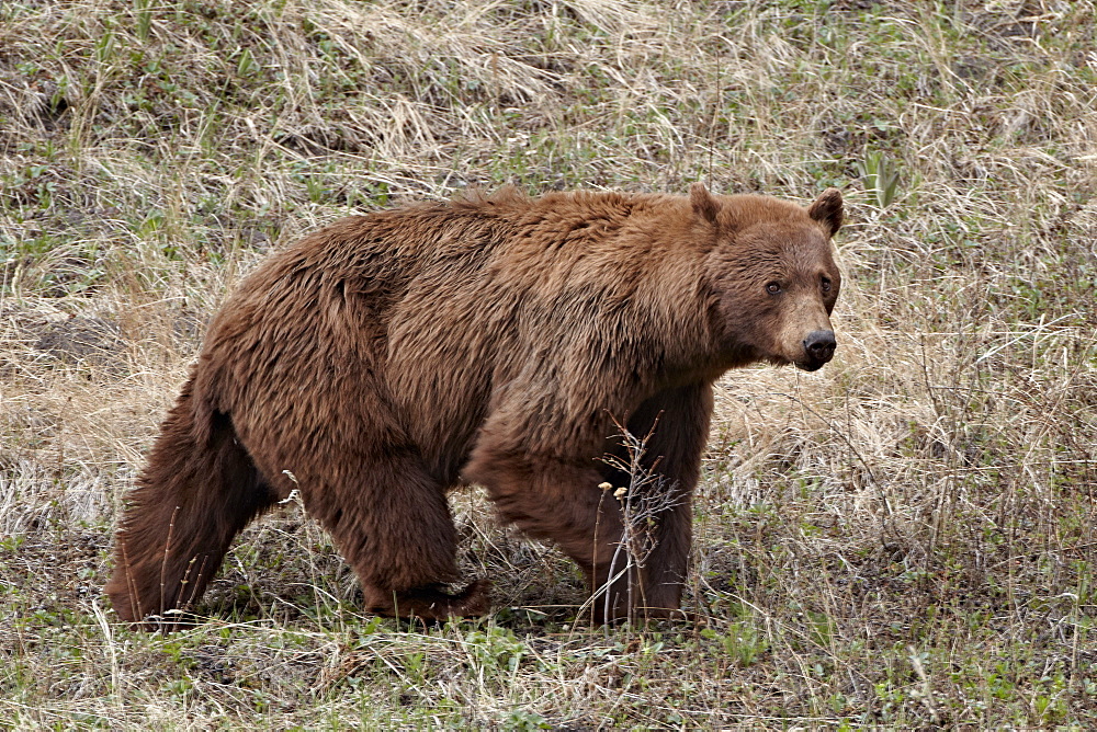 Cinnamon-colored black bear (Ursus americanus) walking, Yellowstone National Park, Wyoming, United States of America, North America