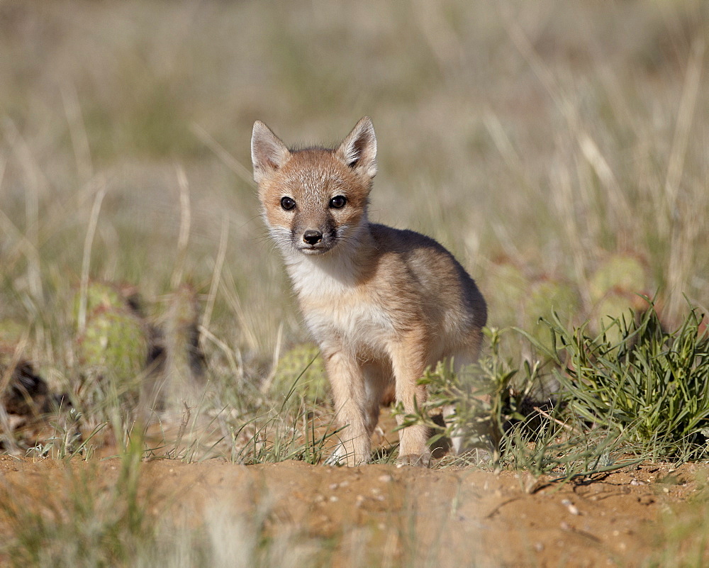 Swift fox (Vulpes velox) kit, Pawnee National Grassland, Colorado, United States of America, North America