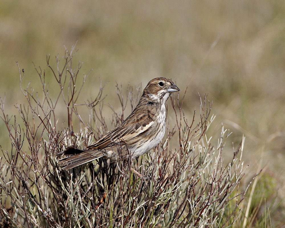 Female lark bunting (Calamospiza melanocorys), Pawnee National Grassland, Colorado, United States of America, North America