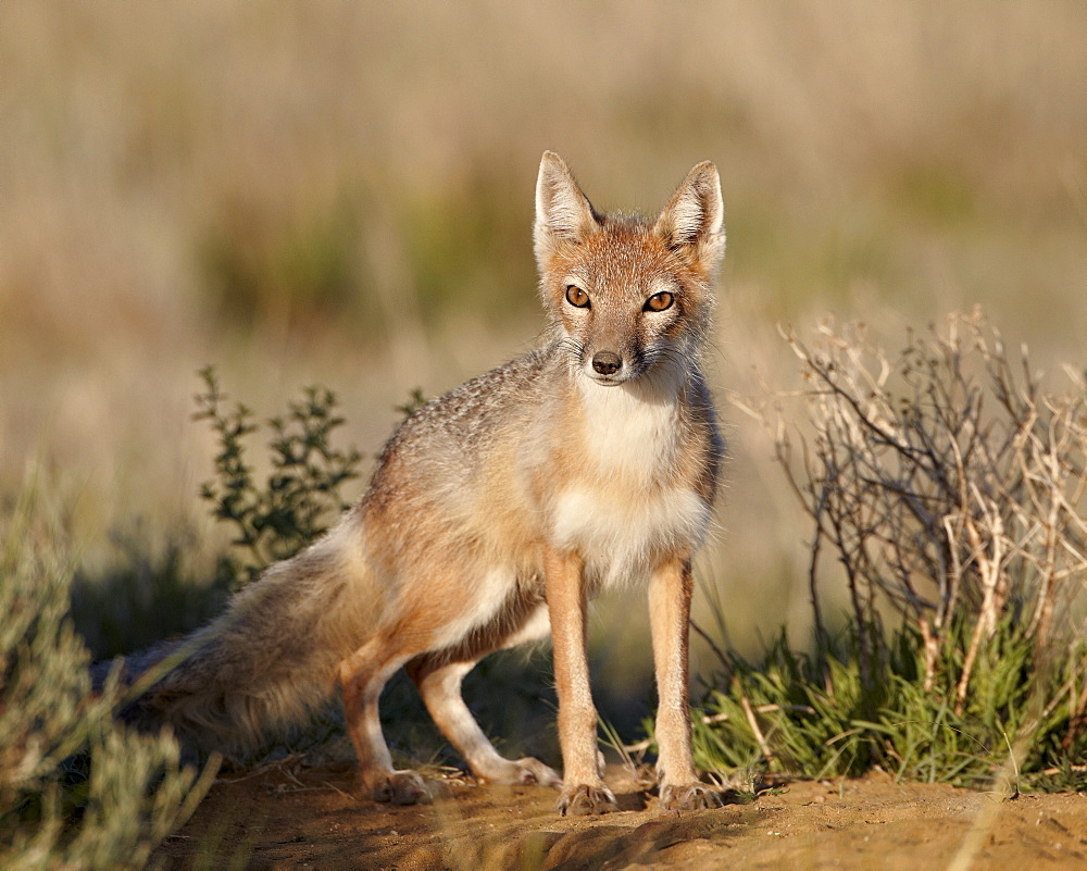 Swift fox (Vulpes velox), Pawnee National Grassland, Colorado, United States of America, North America