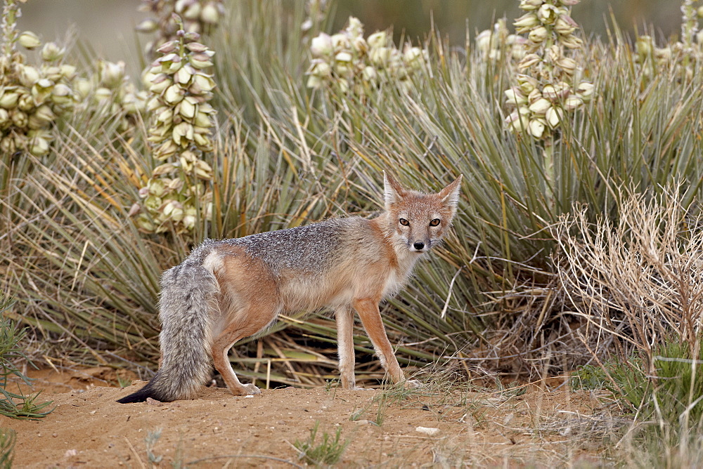 Swift fox (Vulpes velox) vixen at her den, Pawnee National Grassland, Colorado, United States of America, North America