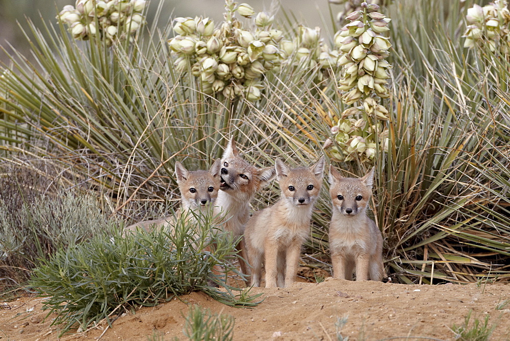 Swift fox (Vulpes velox) vixen and three kits at their den, Pawnee National Grassland, Colorado, United States of America, North America