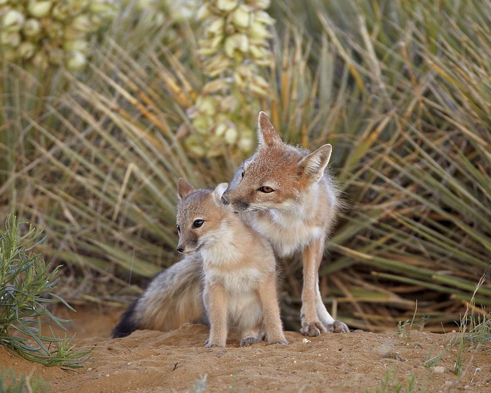 Swift fox (Vulpes velox) vixen grooming a kit, Pawnee National Grassland, Colorado, United States of America, North America