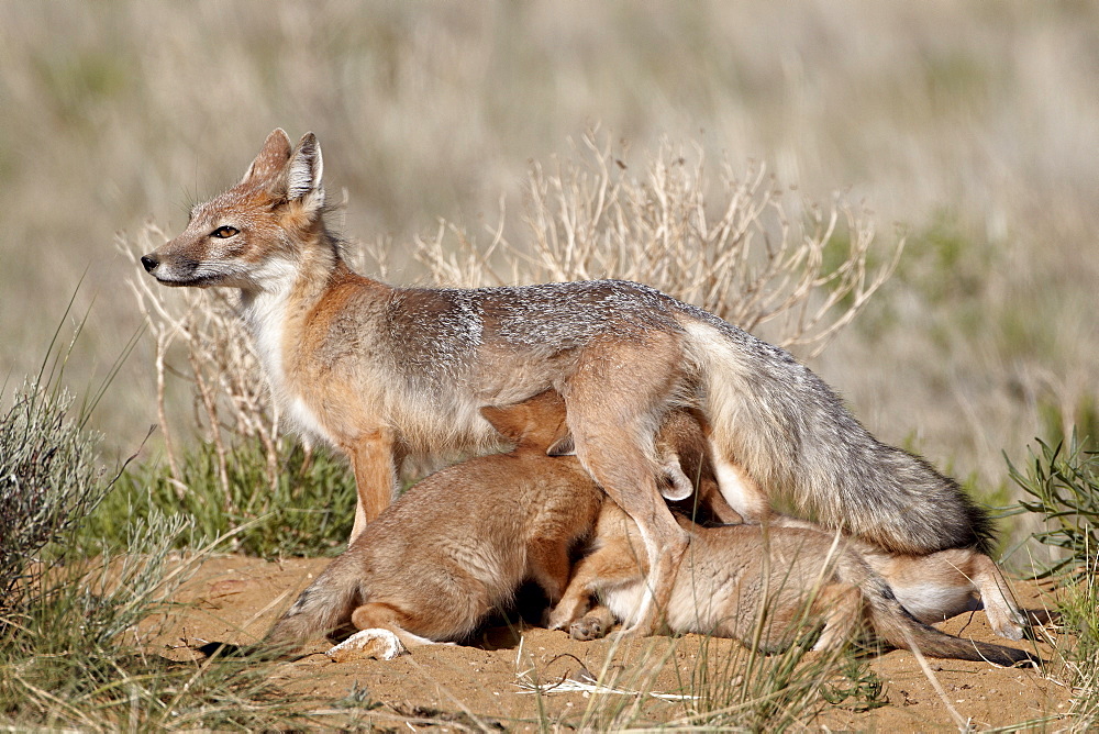 Swift fox (Vulpes velox) vixen nursing her four kits at their den, Pawnee National Grassland, Colorado, United States of America, North America