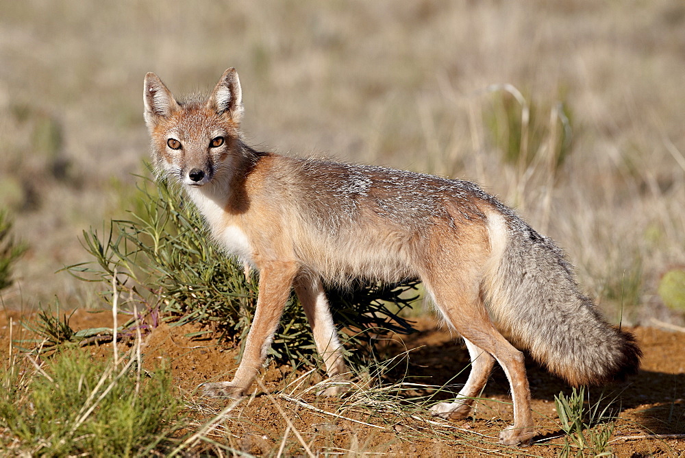 Swift fox (Vulpes velox), Pawnee National Grassland, Colorado, United States of America, North America