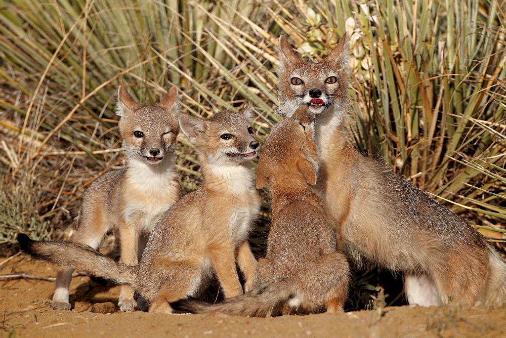 Swift fox (Vulpes velox) vixen and three kits at their den, Pawnee National Grassland, Colorado, United States of America, North America