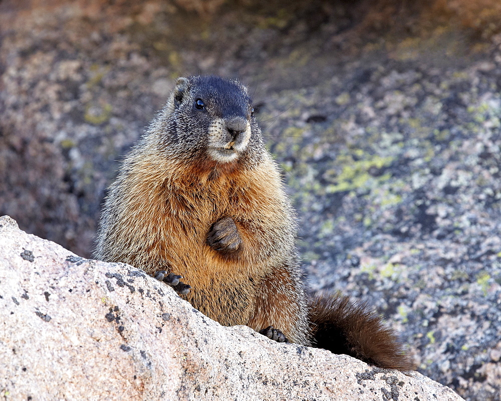 Yellow-bellied marmot (yellowbelly marmot) (Marmota flaviventris), Mount Evans, Arapaho-Roosevelt National Forest, Colorado, United States of America, North America