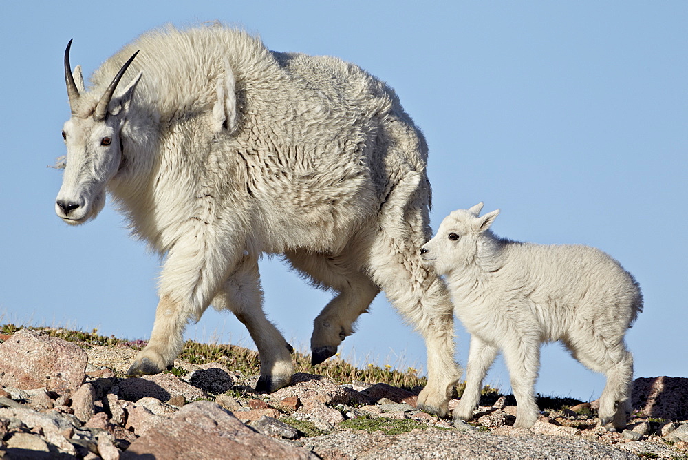 Mountain goat (Oreamnos americanus) nanny and kid, Mount Evans, Arapaho-Roosevelt National Forest, Colorado, United States of America, North America