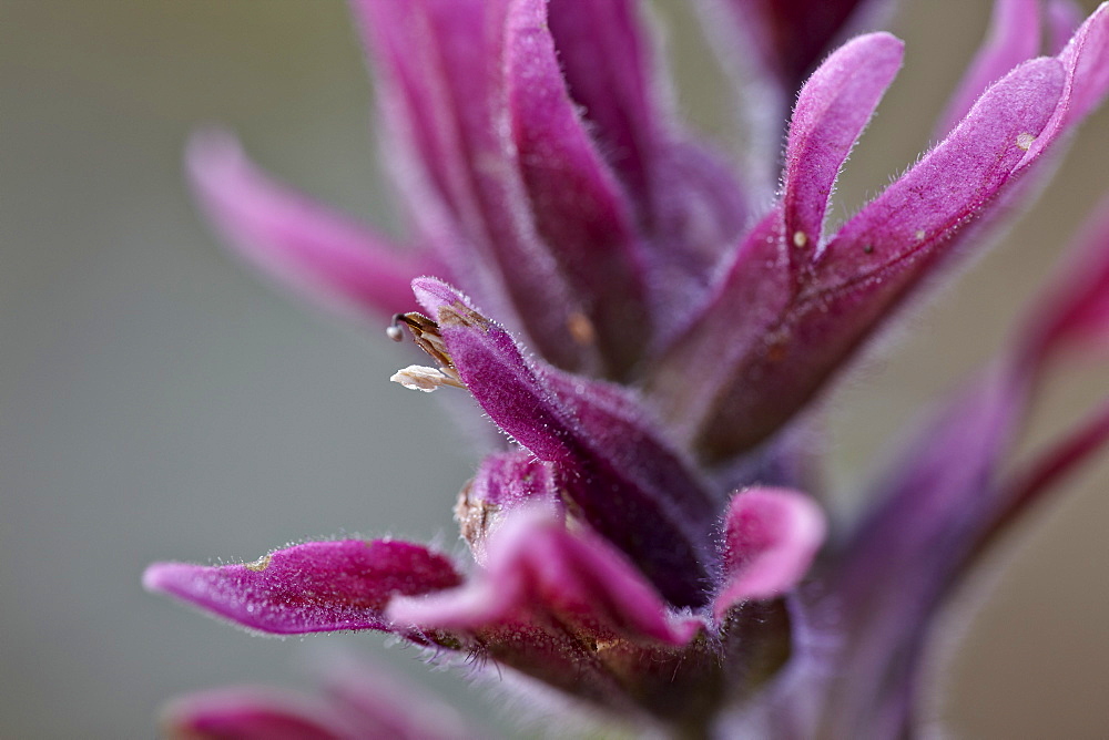 Rosy paintbrush (Castilleja rhexifolia), Gunnison National Forest, Colorado, United States of America, North America