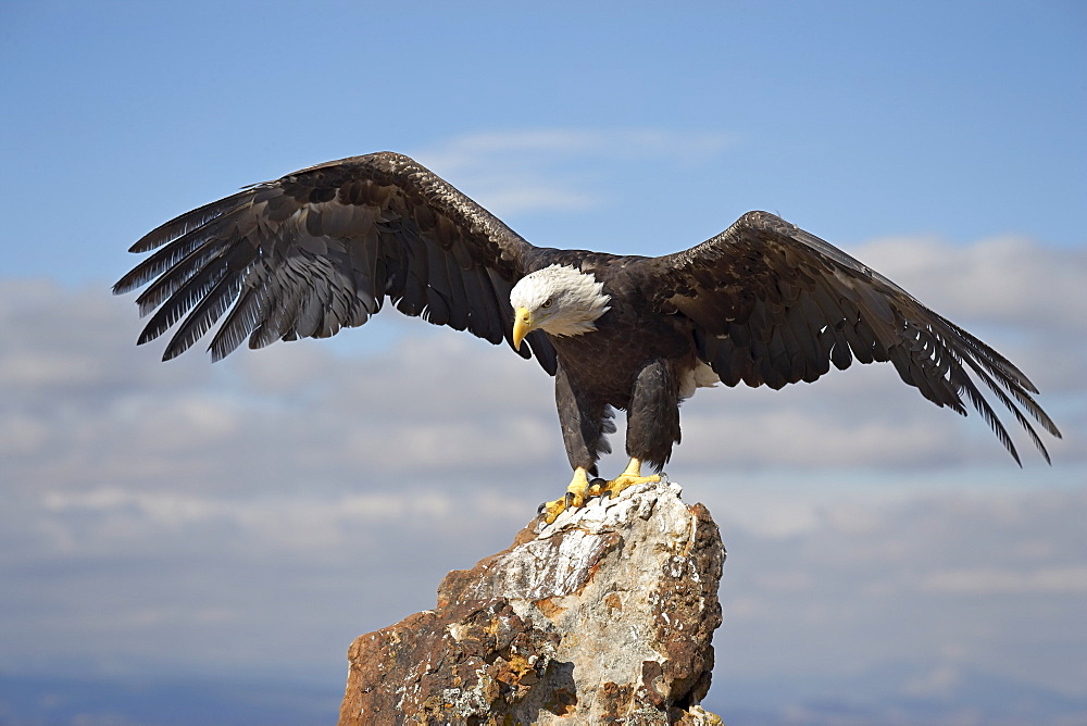 Bald eagle (Haliaeetus leucocephalus) perched with spread wings, Boulder County, Colorado, United States of America, North America