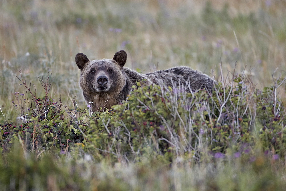 Grizzly bear (Ursus arctos horribilis), Glacier National Park, Montana, United States of America, North America