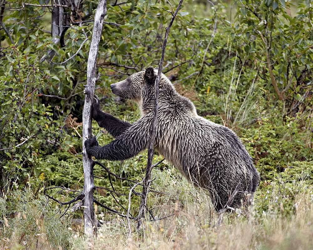 Grizzly bear (Ursus arctos horribilis) pushing over a dead tree, Glacier National Park, Montana, United States of America, North America