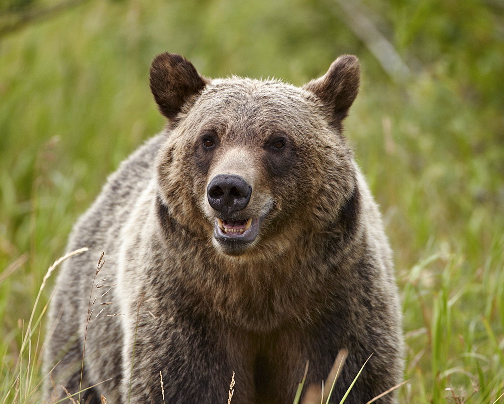 Grizzly bear (Ursus arctos horribilis), Glacier National Park, Montana, United States of America, North America