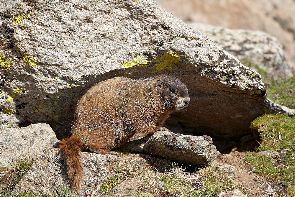 Yellow-bellied marmot (yellowbelly marmot) (Marmota flaviventris), Mount Evans, Arapaho-Roosevelt National Forest, Colorado, United States of America, North America