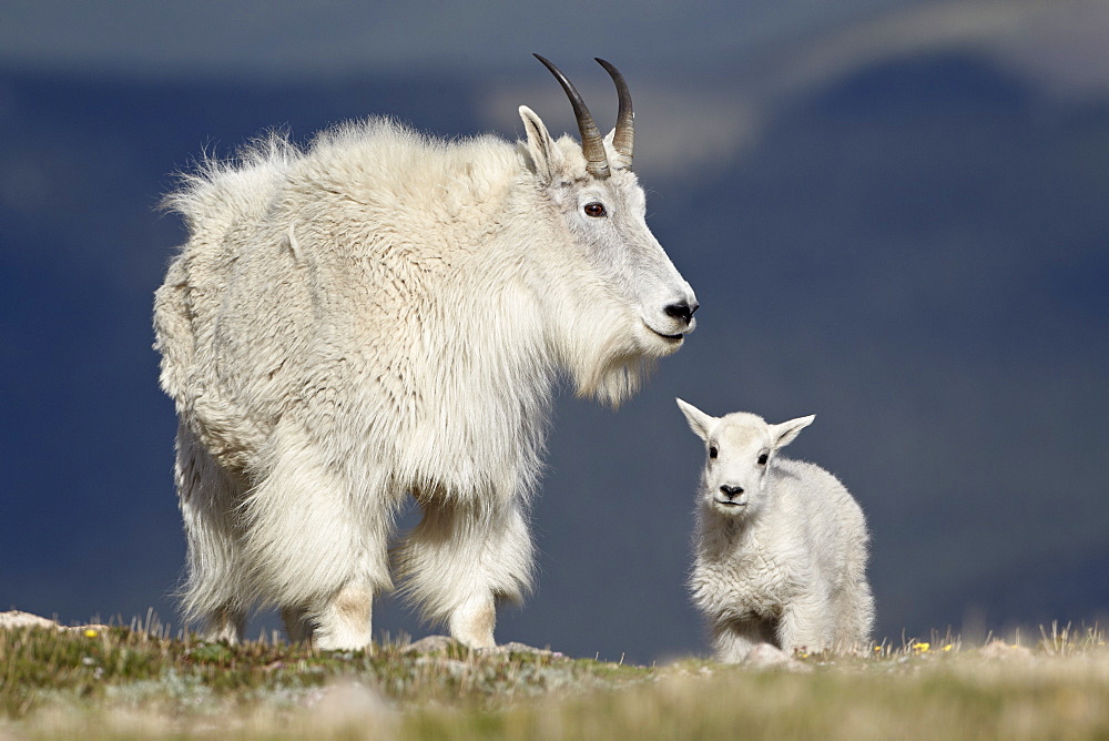 Mountain goat (Oreamnos americanus) nanny and kid, Mount Evans, Arapaho-Roosevelt National Forest, Colorado, United States of America, North America