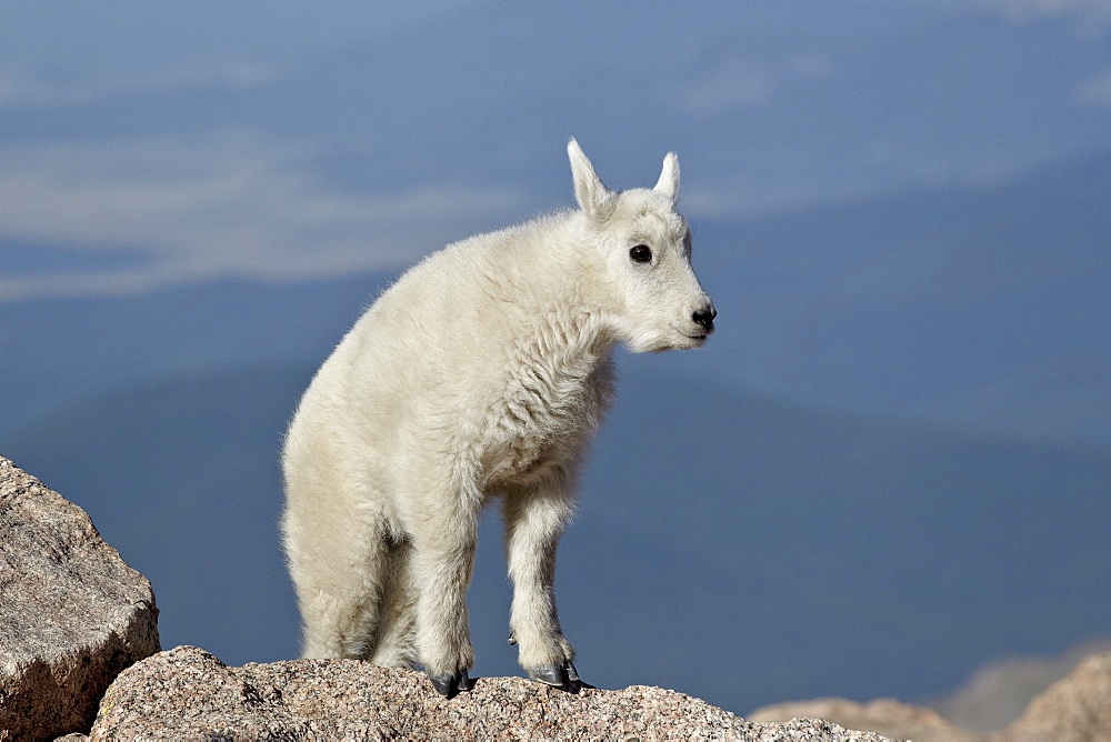 Mountain goat (Oreamnos americanus) kid, Mount Evans, Arapaho-Roosevelt National Forest, Colorado, United States of America, North America