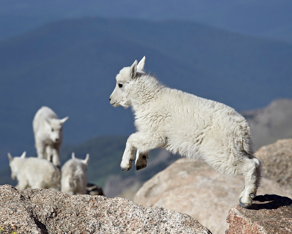 Mountain goat (Oreamnos americanus) kid jumping, Mount Evans, Arapaho-Roosevelt National Forest, Colorado, United States of America, North America