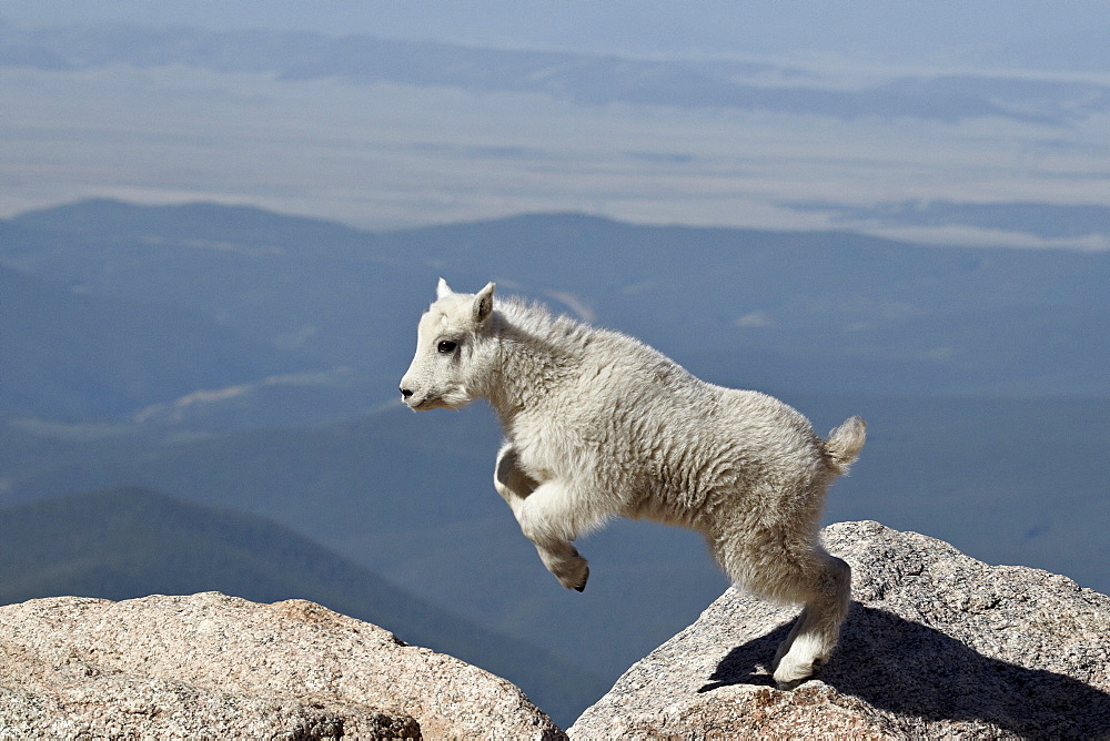 Mountain goat (Oreamnos americanus) kid jumping, Mount Evans, Arapaho-Roosevelt National Forest, Colorado, United States of America, North America