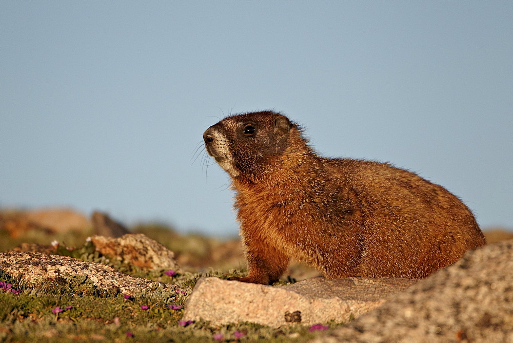 Yellow-bellied marmot (yellowbelly marmot) (Marmota flaviventris), Mount Evans, Arapaho-Roosevelt National Forest, Colorado, United States of America, North America