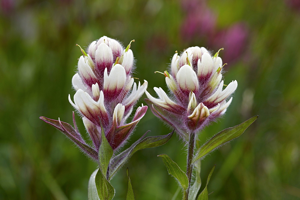 Rosy paintbrush (split-leaf Indian paintbrush) (spliteaf Indian paintbrush) (Castilleja rhexifolia) hybrid with sulphur paintbrush (Castilleja sulphurea), San Juan National Forest, Colorado, United States of America, North America