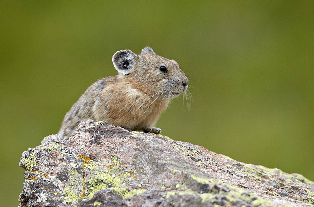 American pika (Ochotona princeps), San Juan National Forest, Colorado, United States of America, North America