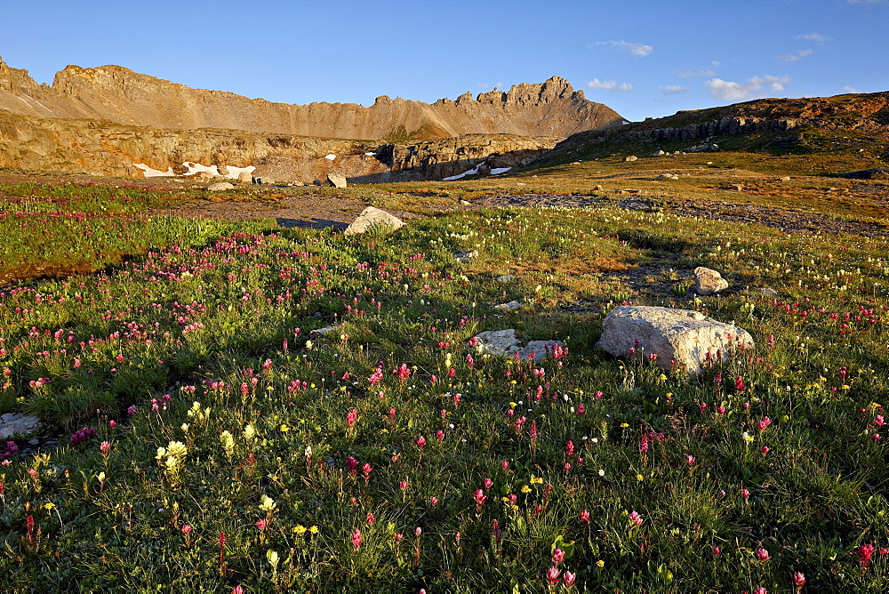 Alpine meadow with wildflowers, San Juan National Forest, Colorado, United States of America, North America