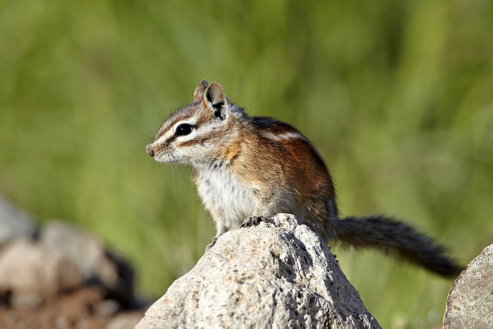 Colorado chipmunk (Eutamias quadrivittatus), San Juan National Forest, Colorado, United States of America, North America