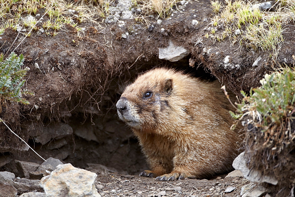 Yellow-bellied marmot (yellowbelly marmot) (Marmota flaviventris) at a burrow entrance, San Juan National Forest, Colorado, United States of America, North America