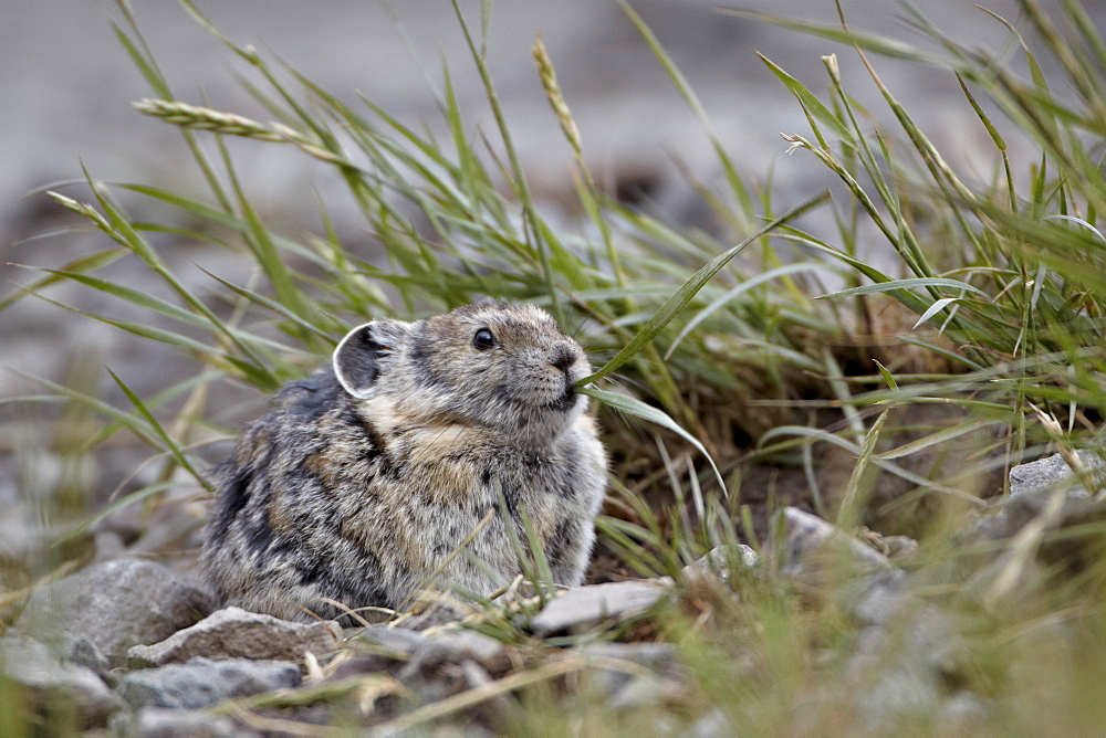 American pika (Ochotona princeps) eating grass, San Juan National Forest, Colorado, United States of America, North America