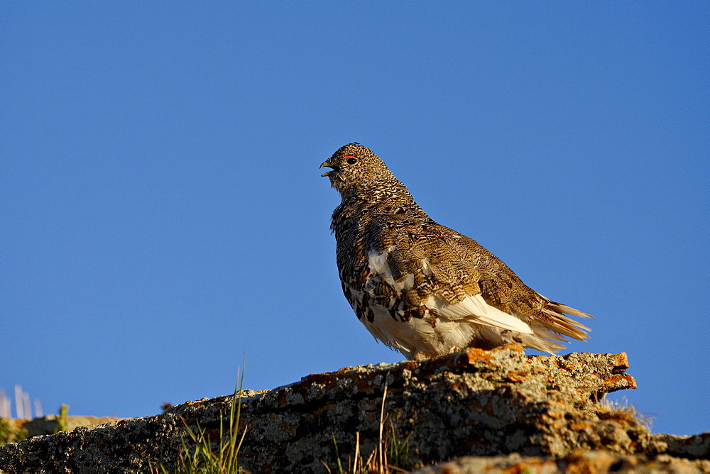 White-tailed ptarmigan (Lagopus leucurus) in summer plumage, San Juan National Forest, Colorado, United States of America, North America