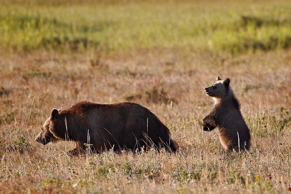 Grizzly bear (Ursus arctos horribilis) sow and yearling cub, Glacier National Park, Montana, United States of America, North America