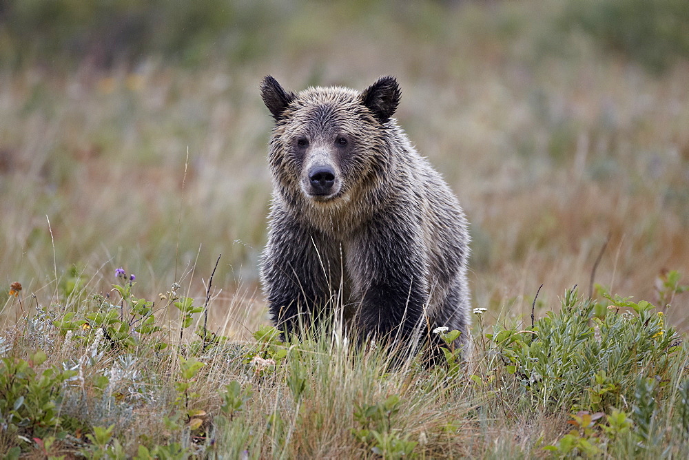 Grizzly bear (Ursus arctos horribilis) in the rain, Glacier National Park, Montana, United States of America, North America