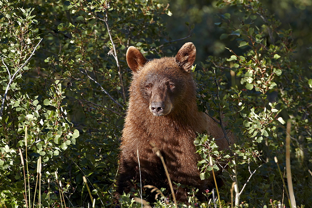 Cinnamon black bear (Ursus americanus), Glacier National Park, Montana, United States of America, North America