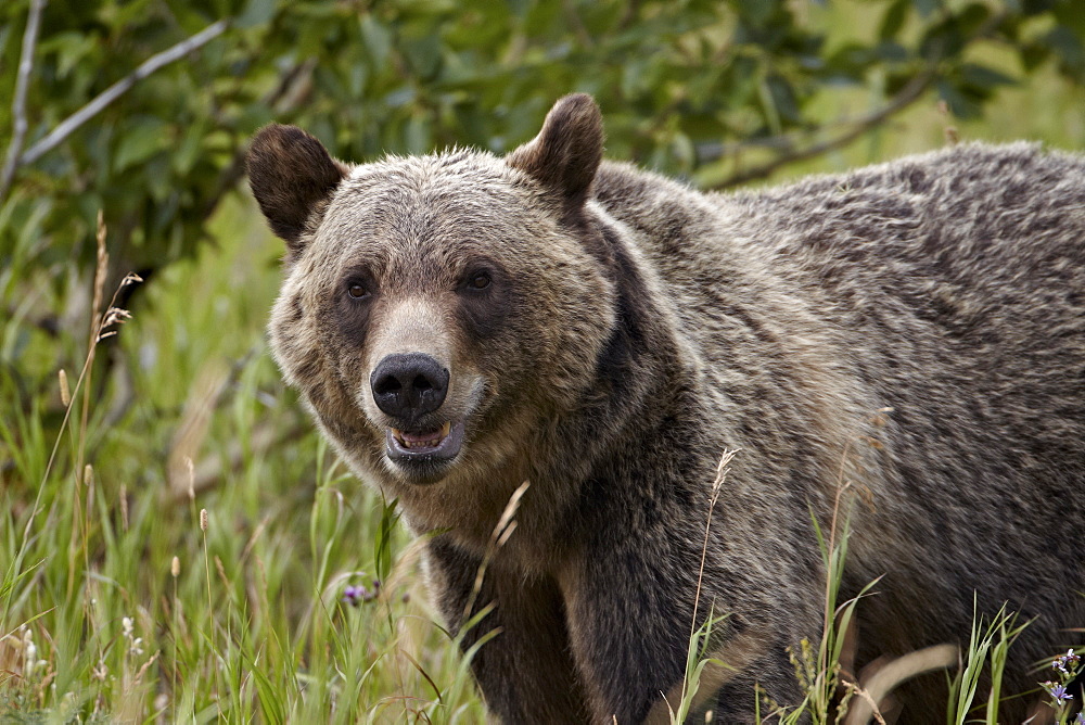 Grizzly bear (Ursus arctos horribilis), Glacier National Park, Montana, United States of America, North America