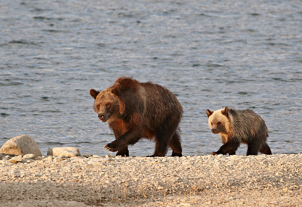 Grizzly bear (Ursus arctos horribilis) sow and yearling cub, Glacier National Park, Montana, United States of America, North America