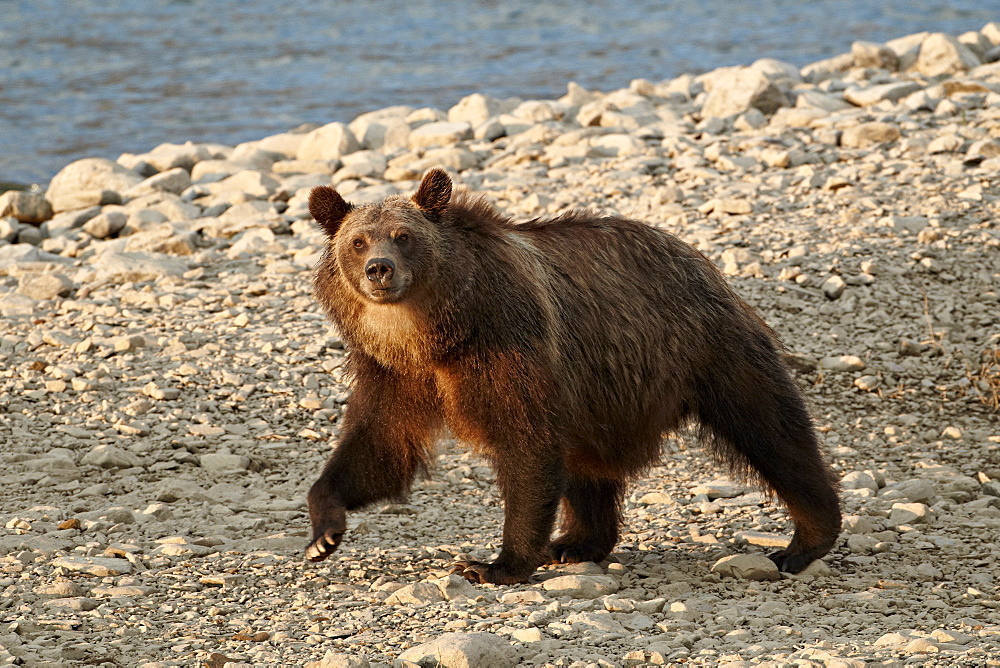 Grizzly bear (Ursus arctos horribilis), Glacier National Park, Montana, United States of America, North America