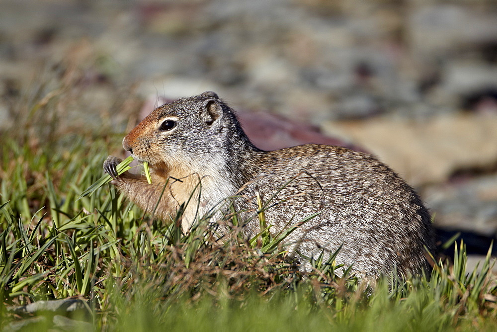 Columbian ground squirrel (Citellus columbianus) feeding, Glacier National Park, Montana, United States of America, North America