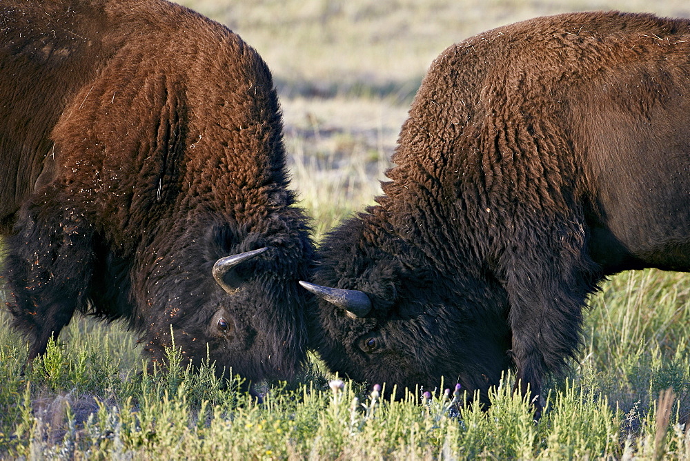 Bison (Bison bison) bulls sparring, Custer State Park, South Dakota, United States of America, North America