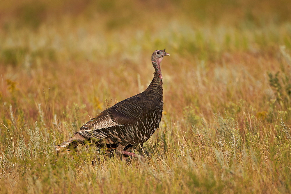 Wild turkey (Meleagris gallopavo), Custer State Park, South Dakota, United States of America, North America